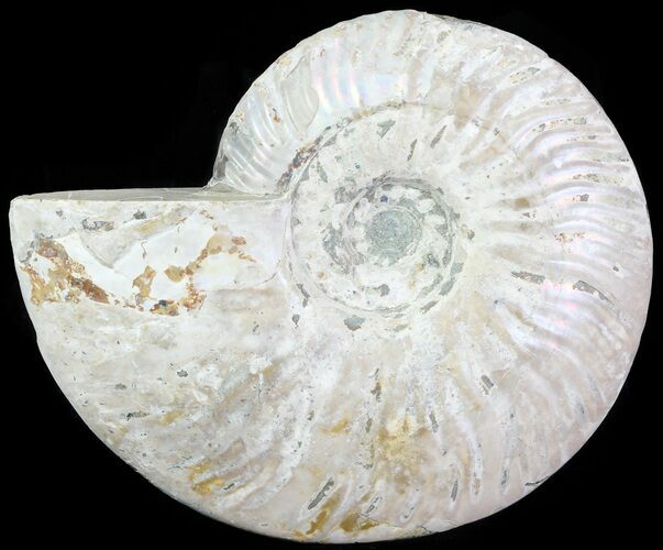 Silver Iridescent Ammonite - Madagascar #61511